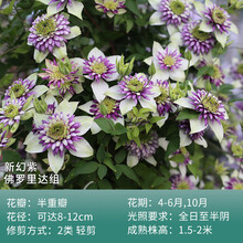 幻紫铁线莲新款 幻紫铁线莲21年新款 京东