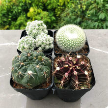 仙人掌牡丹价格报价行情 京东