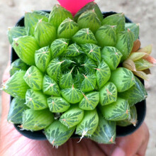 多肉三角琉璃莲新款 多肉三角琉璃莲21年新款 京东