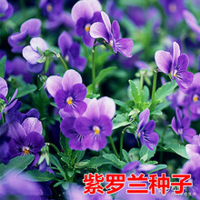 紫罗兰花种子价格报价行情 京东