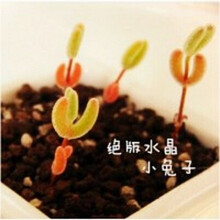 多肉植物品种种子价格报价行情 京东