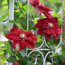 大道铁线莲新款 大道铁线莲21年新款 京东