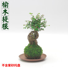 菖蒲盆栽新款 菖蒲盆栽21年新款 京东 菖蒲盆栽新款 菖蒲盆栽21年新款 京东