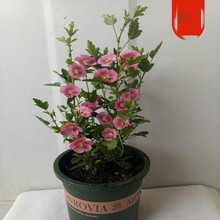 盆栽木本植物新款 盆栽木本植物21年新款 京东