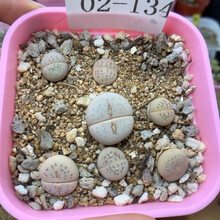 Pp多肉价格报价行情 京东