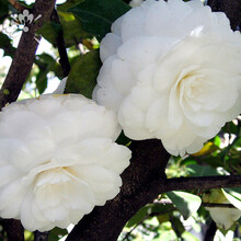 白茶花品种新款 白茶花品种21年新款 京东