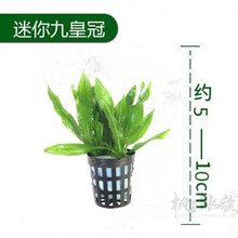 固定水草新款 固定水草21年新款 京东