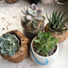 白牡丹多肉新款 白牡丹多肉21年新款 京东