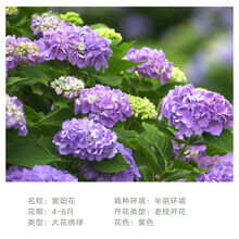 紫绣球花新款 紫绣球花21年新款 京东