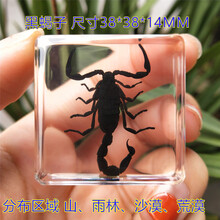海洋动物标本新款 海洋动物标本21年新款 京东