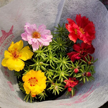 太阳花盆栽价格报价行情 京东