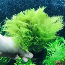 水草宝塔新款 水草宝塔21年新款 京东