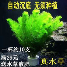 固定水草新款 固定水草21年新款 京东 固定水草新款 固定水草21年新款 京东