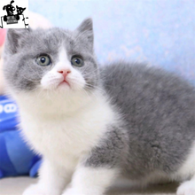 英短种公新款 英短种公21年新款 京东