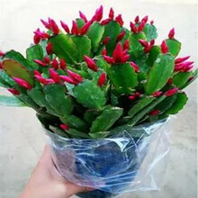 植物幼苗价格报价行情 京东