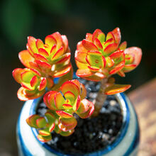 多肉群生新款 多肉群生21年新款 京东 多肉群生新款 多肉群生21年新款 京东