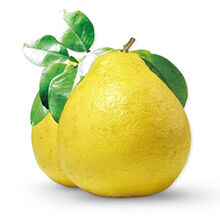 沙田柚英语价格报价行情 京东