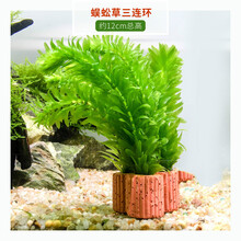 金鱼水草新款 金鱼水草21年新款 京东 金鱼水草新款 金鱼水草21年新款 京东