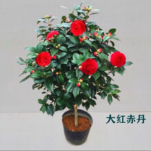 茶花树苗包邮新款 茶花树苗包邮21年新款 京东