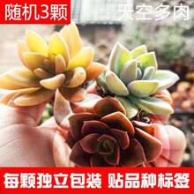 多肉植物种类名称型号规格 京东 多肉植物种类名称型号规格 京东