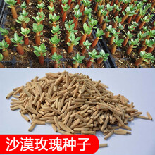 沙漠植物种子价格报价行情 京东 沙漠植物种子价格报价行情 京东