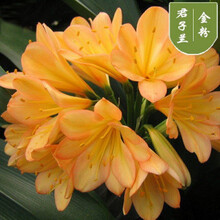 花卉植物苗新款 花卉植物苗21年新款 京东