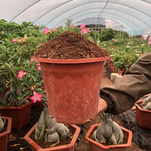 多肉植物配土价格报价行情 京东