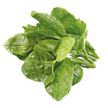 木耳菜新款 木耳菜21年新款 京东