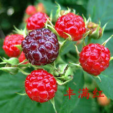 树莓苗新款 树莓苗21年新款 京东