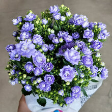 风铃花价格报价行情 京东