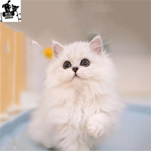 金吉拉幼猫新款 金吉拉幼猫21年新款 京东