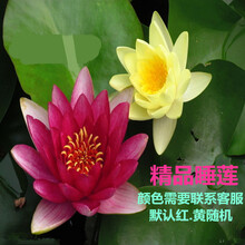 紫花睡莲型号规格 京东
