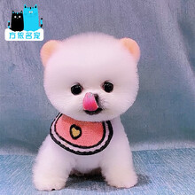 俊介博美犬价格报价行情 京东