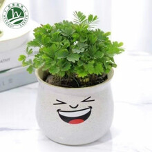 趣味盆栽价格报价行情 京东