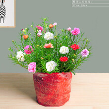 太阳花盆栽价格报价行情 京东