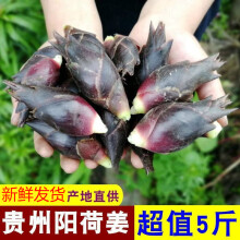 洋荷阳荷姜品牌及商品 京东