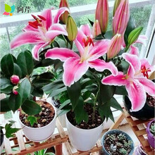 水仙花球根价格报价行情 京东