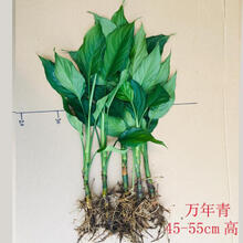 万年青植物新款 万年青植物21年新款 京东