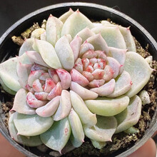 富士多肉价格报价行情 京东