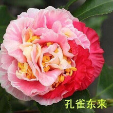 孔雀庭院价格图片精选 京东