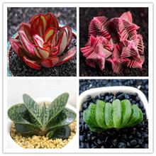 红背椒草新款 红背椒草21年新款 京东