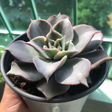 多肉植物富士 京东