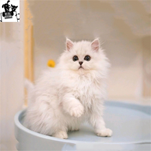 金吉拉猫纯种价格报价行情 京东