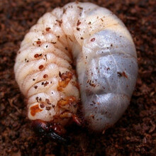 电子独角仙价格报价行情 京东