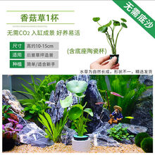 香菇水草型号规格 京东