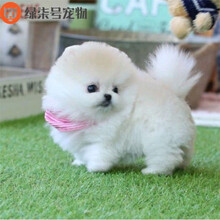 博美狗幼犬新款 博美狗幼犬21年新款 京东