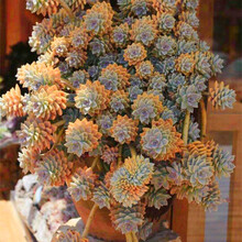 大型多肉植物品种排行 京东