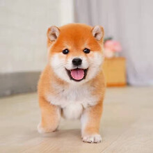 纯种柴犬价格报价行情 京东