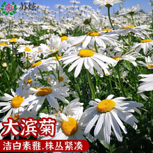 西洋滨菊种子新款 西洋滨菊种子21年新款 京东