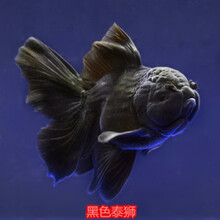 kjhgf泰狮金鱼观赏鱼冷水活体精品碟尾兰寿泰狮元宝鎏金百褶鱼包活 泰